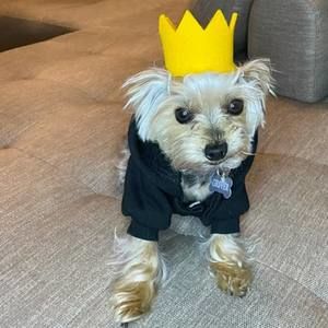 Meet your Posher, Dan